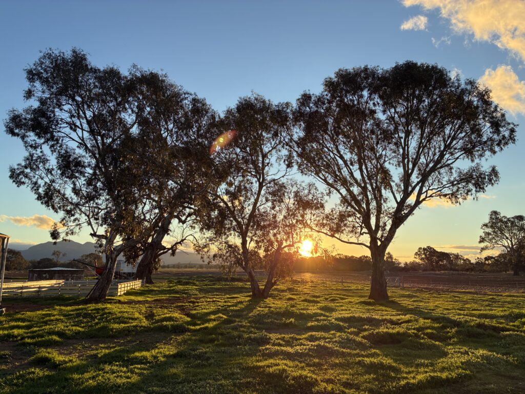 Sunlight shining through trees in a calm natural landscape